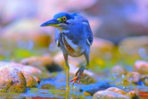 里昂球员轰入制胜球，帮助球队实现大逆转