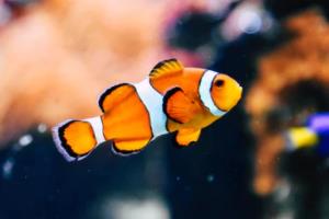 利物浦再胜！红军闯进欧洲精英级联赛